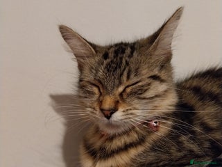 Persian cats for sale - Advert 1