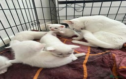 Domestic Shorthair cats for sale: 5 white female kittens - Image 5