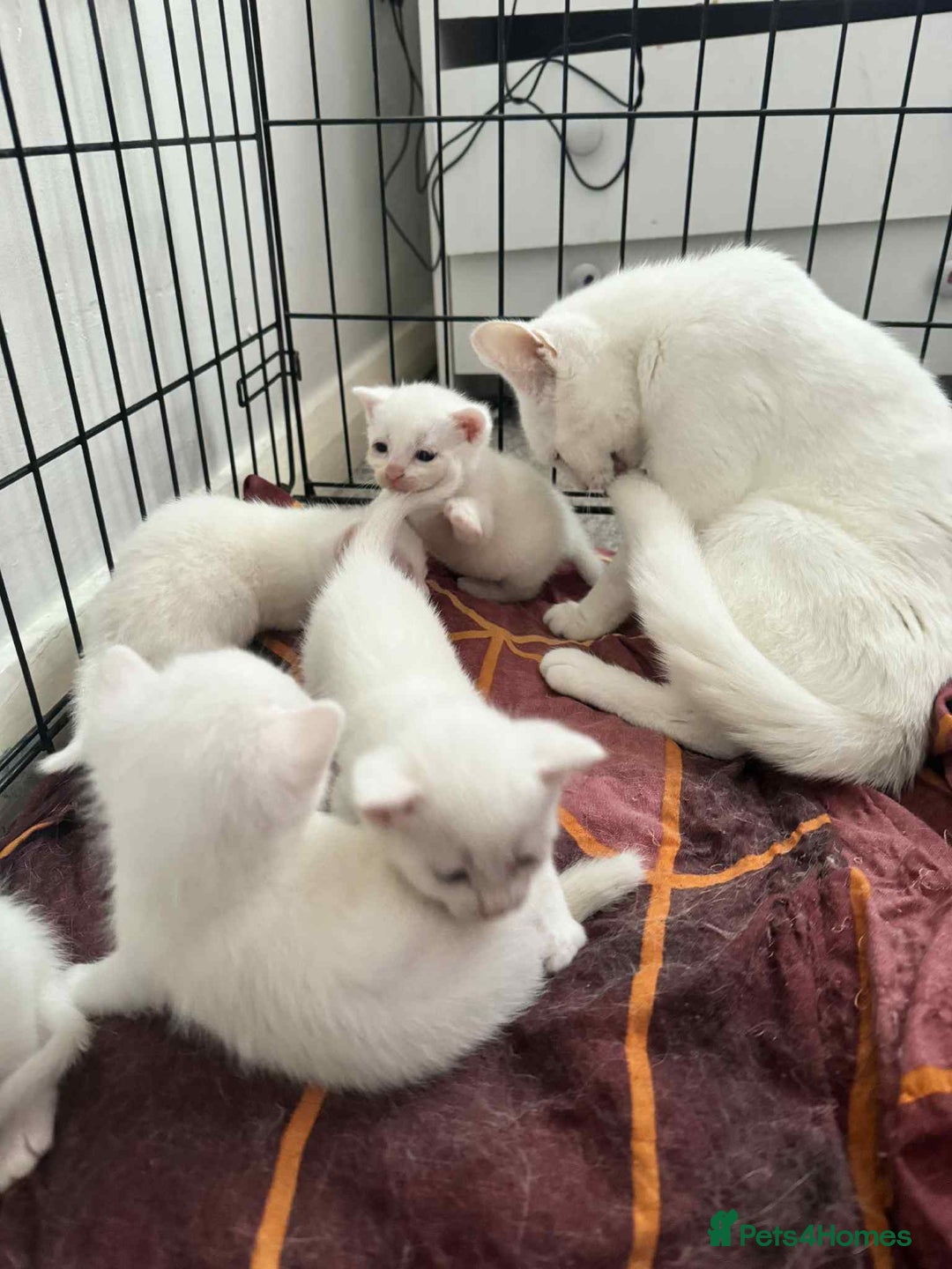Domestic Shorthair cats for sale: 5 white female kittens - Image 5