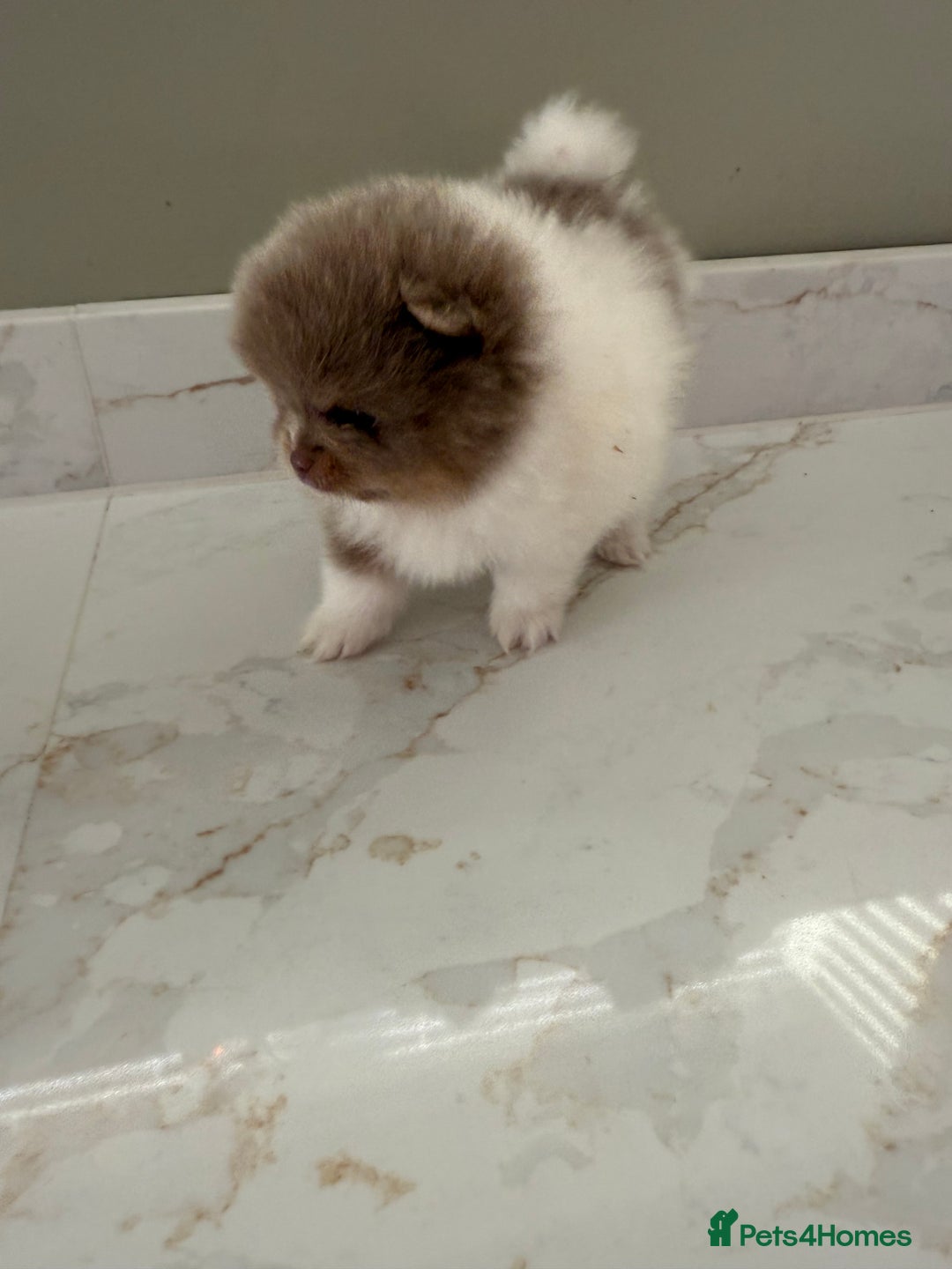 Pomeranian dogs for sale: Ready in 3 weeks! Two Beautiful teddy bear faces🐻 - Advert 8