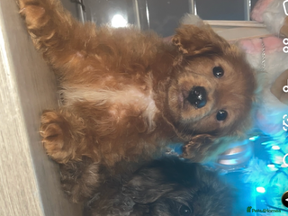 Cockapoo dogs Cockapoo puppies - Advert 5