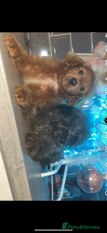 Cockapoo dogs Cockapoo puppies - Advert 5