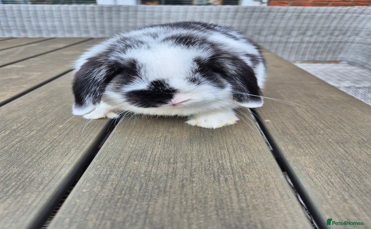 Mini Lop rabbits - Advert 2