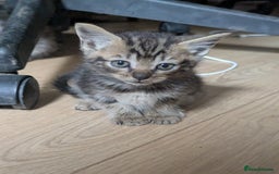 Mixed Breed cats for sale: Beautiful Kittens Ready to Go 4th August - Image 9