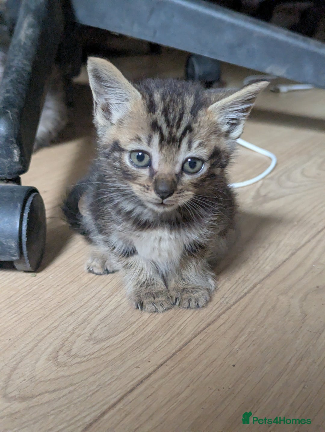 Mixed Breed cats for sale: Beautiful Kittens Ready to Go 4th August - Image 9
