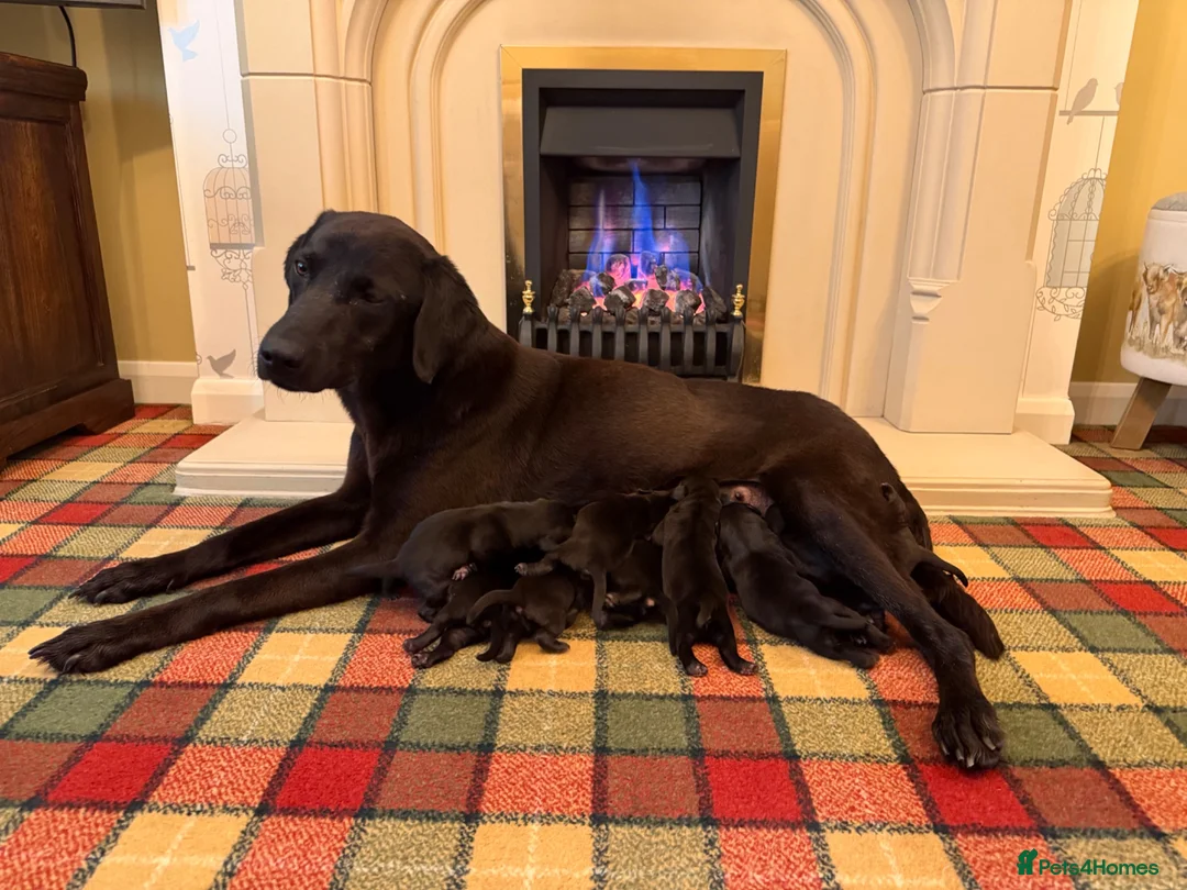 Labrador Retriever dogs for sale: Superb KC pups, health tested parents&many FTCH/Ws - Advert 2