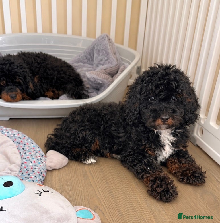 Cockapoo dogs Health tested cockapoo puppies  - Advert 2