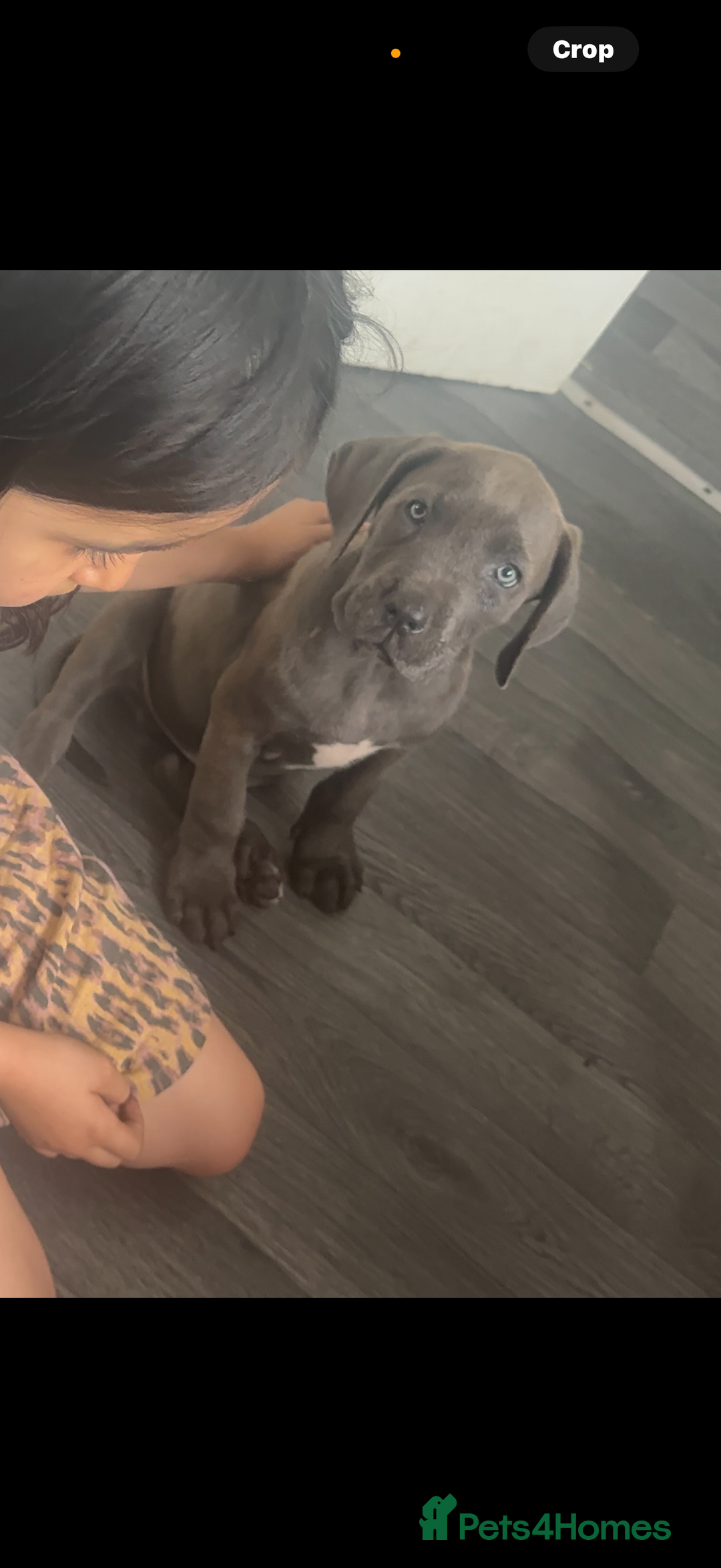 Cane Corso dogs for sale: Cane corso mix bandogge mastiff - Image 3