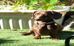 Dachshund dogs for stud: Mini short haired dachshund  in Lancaster - Image 2