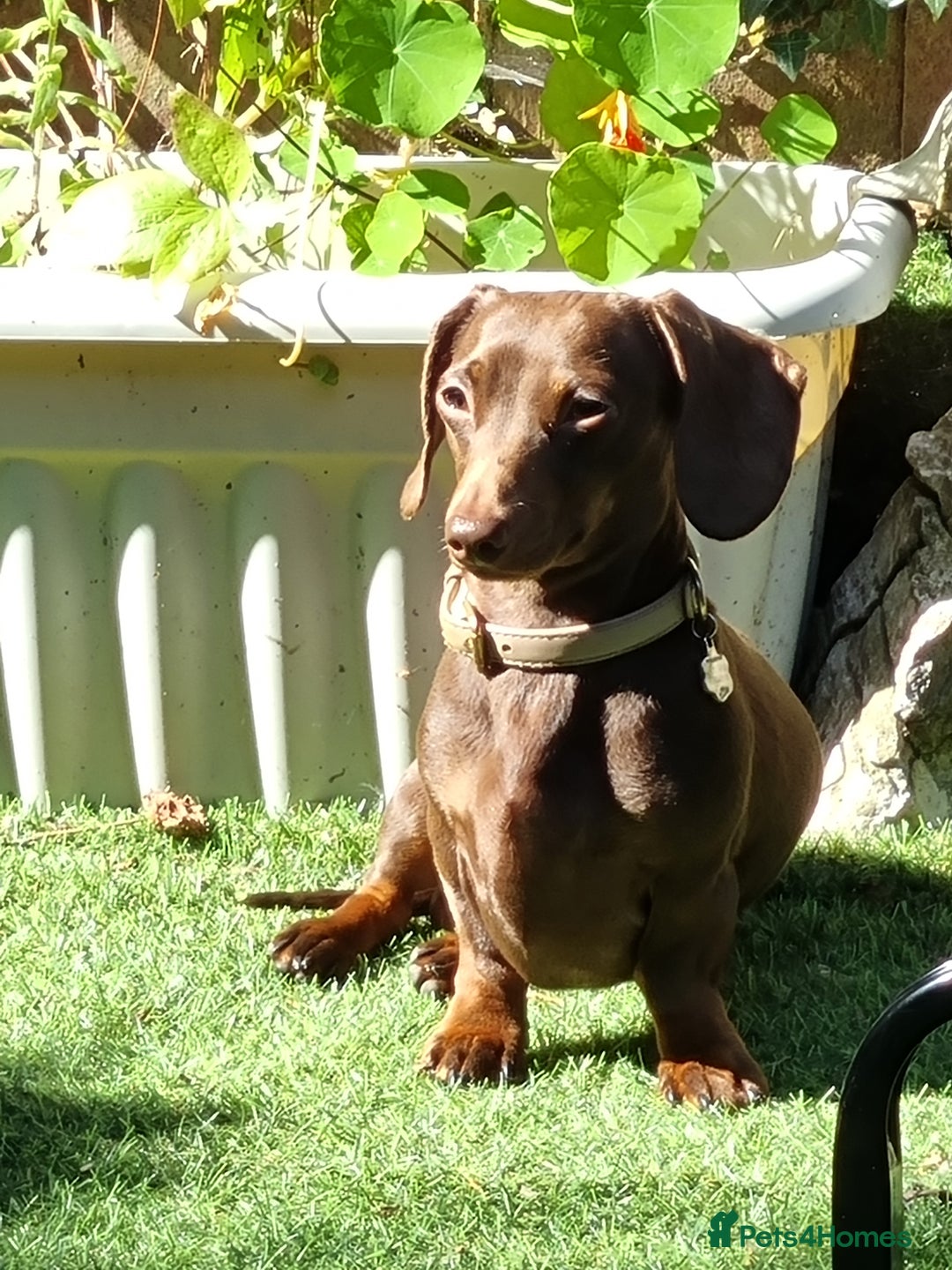 Dachshund dogs for stud: Mini short haired dachshund  in Lancaster - Image 2