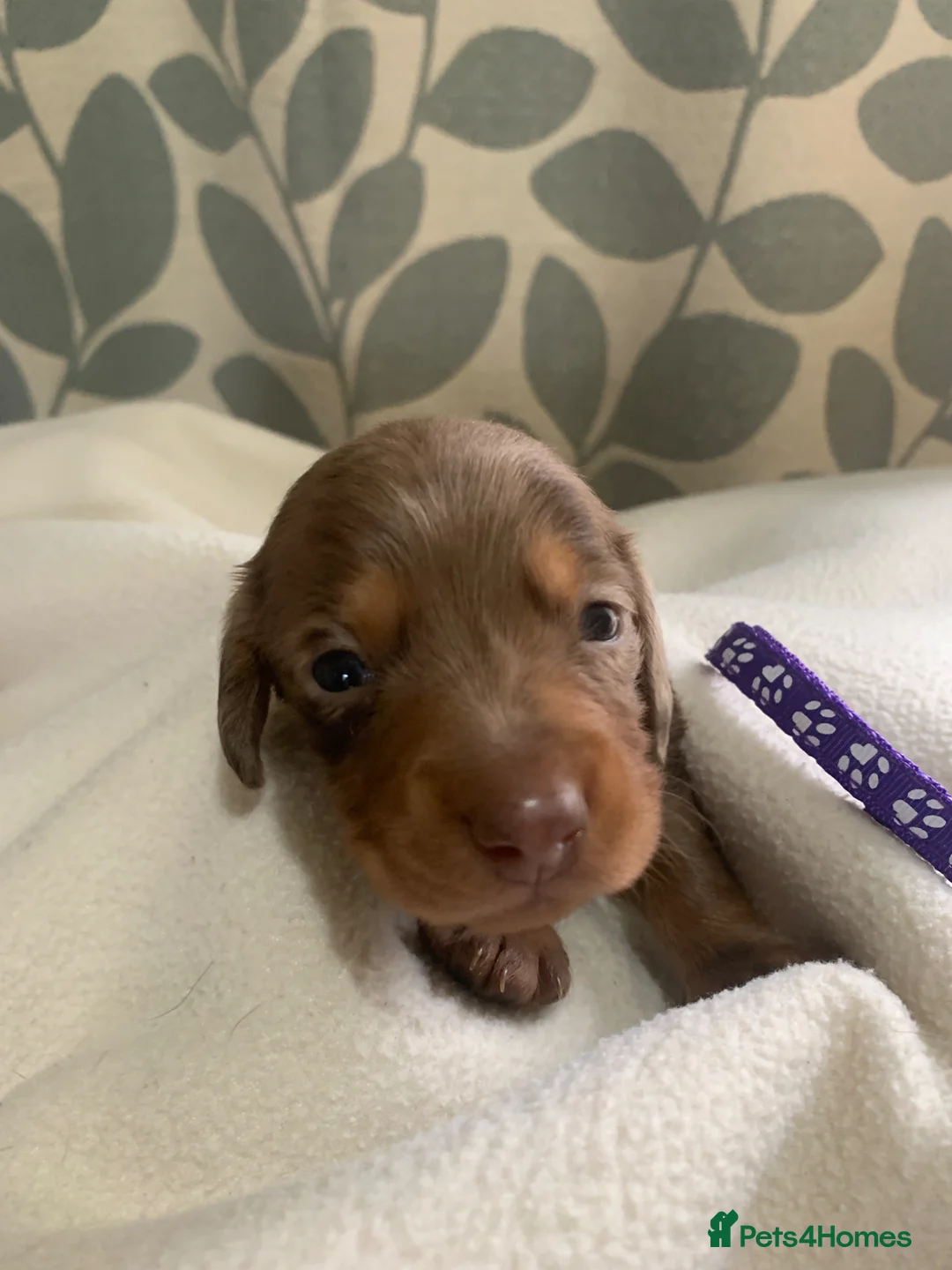 Dachshund dogs for sale: Adorable dachshund puppies  - Advert 15