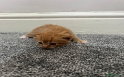 Mixed Breed cats for sale: Gorgeous kittens for sale - Image 4