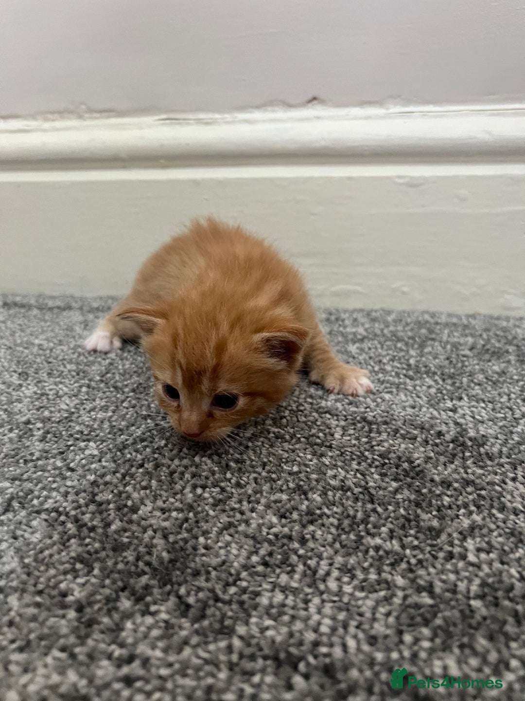 Mixed Breed cats for sale: Gorgeous kittens for sale - Image 4