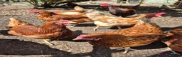 Chickens poultry for sale: Wyandotte and Lohman Browns - Advert 1