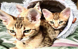 Savannah cats for sale: Beautiful full pedigree savannah kittens  - Image 10