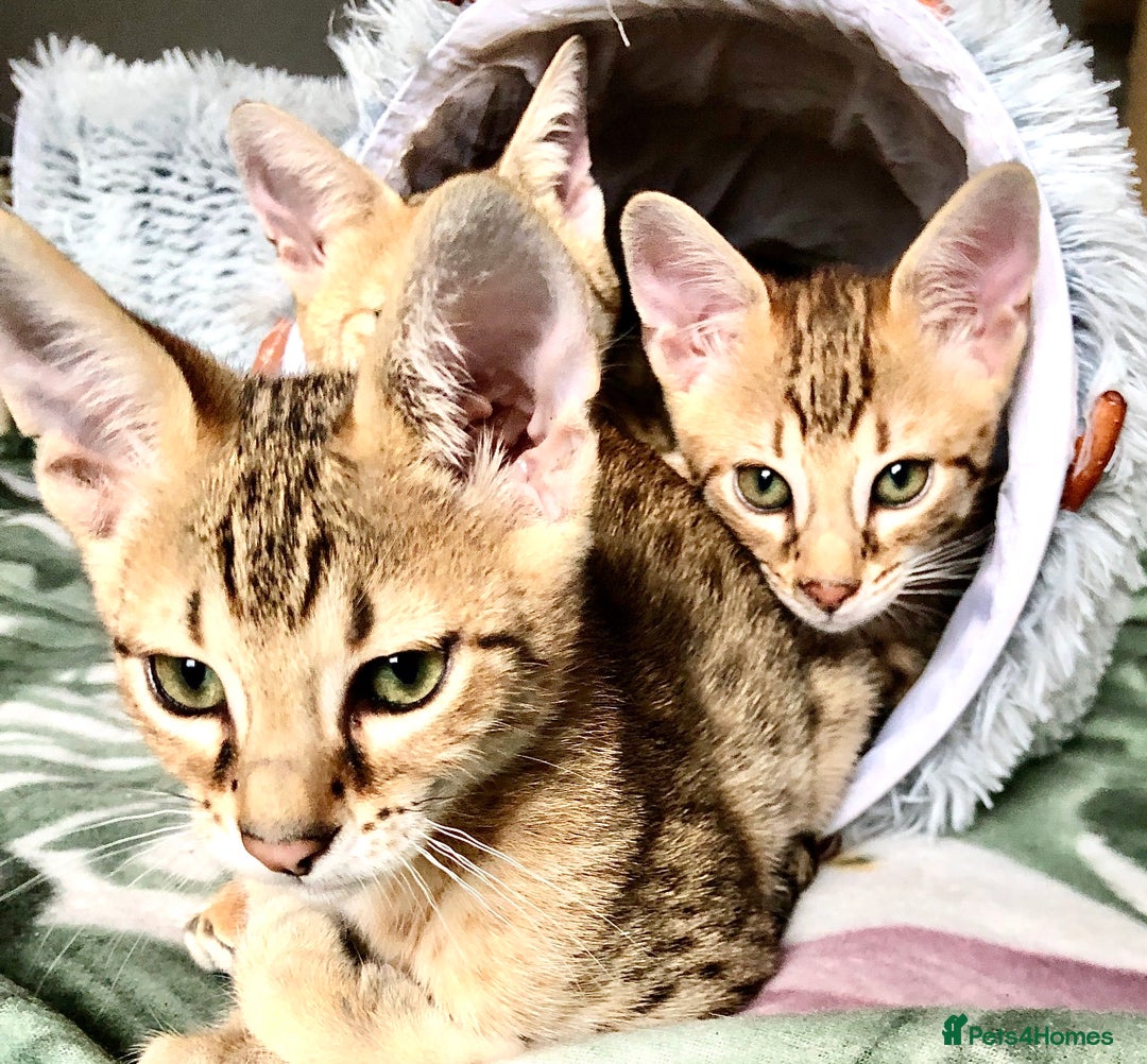 Savannah cats for sale: Beautiful full pedigree savannah kittens  - Image 10