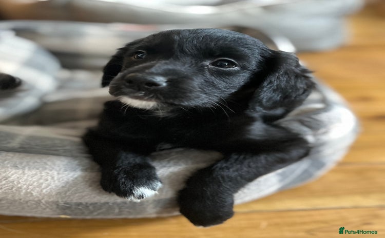 Golden Retriever dogs - Advert 3