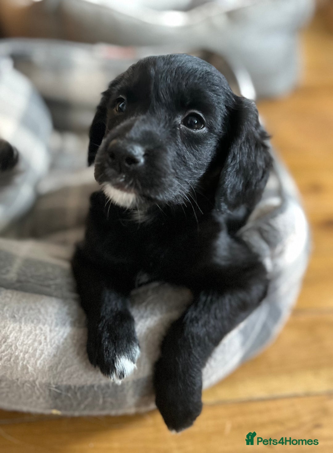 Golden Retriever dogs for sale: Beautiful Golden Retriever x Border Collie Puppies - Image 1
