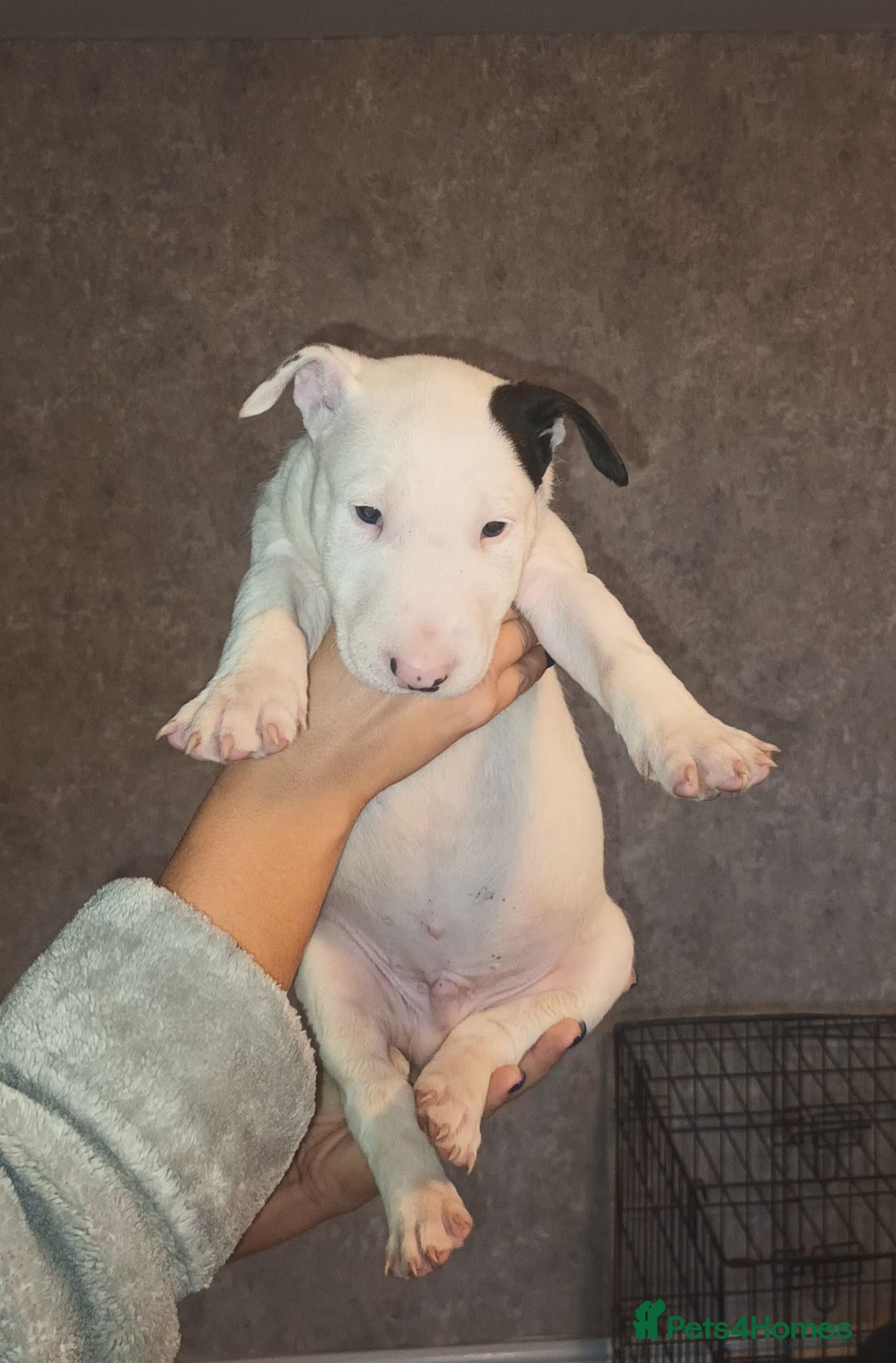 English Bull Terrier dogs for sale: English Bull terrier pups  - Advert 4