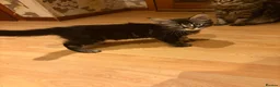 Maine Coon cats for sale: Fluffy Maine Coon Kittens - Advert 29