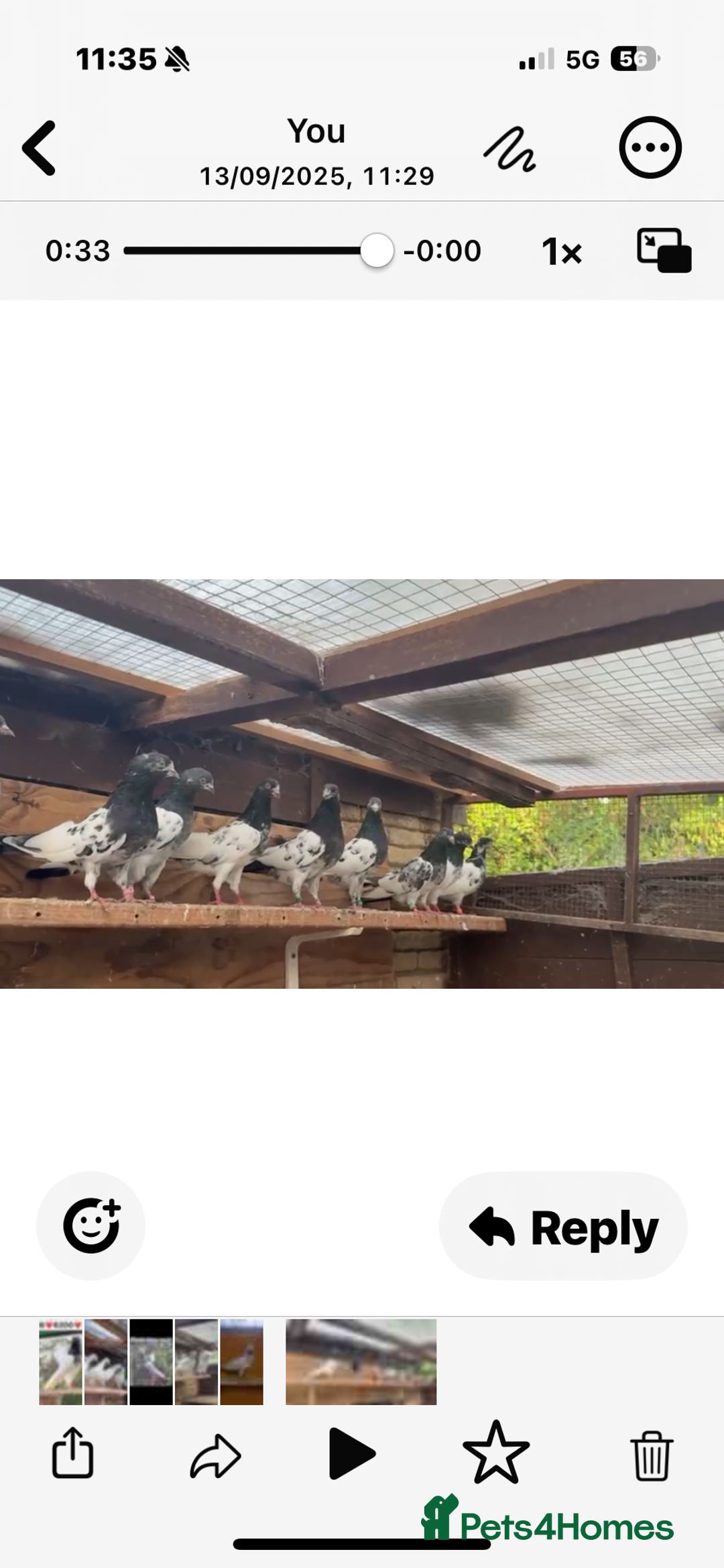 Pigeons birds for sale: Pakistani pigeons for sale  - Image 5