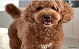 Cockapoo dogs for sale: 5* F1B Miniature Labradoodle Puppies - Image 11