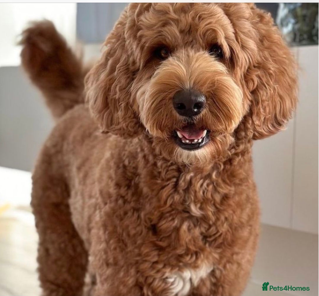 Cockapoo dogs for sale: 5* F1B Miniature Labradoodle Puppies - Image 11