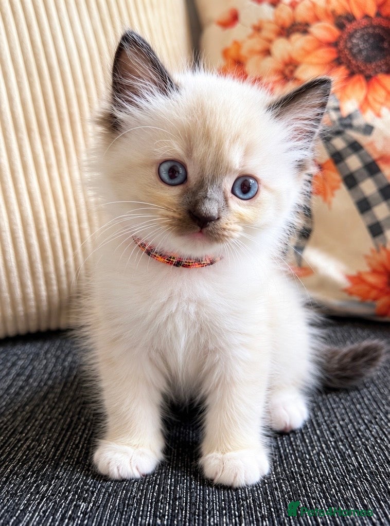 Ragdoll cats for sale: 2 ragdoll kittens.  One male and one female.  - Advert 9