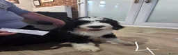 Old English Sheepdog dogs for sale: ONE HANDSOME MALE SHEEPADOODLE AVAILABLE  - Advert 14