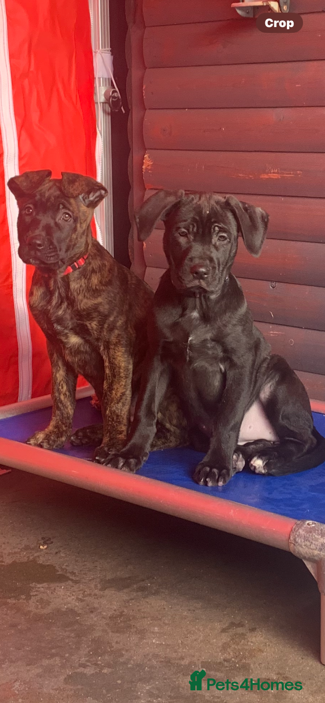 Mixed Breed dogs for sale: Belgian shepherd/cane corso hybrid pups.  - Advert 1