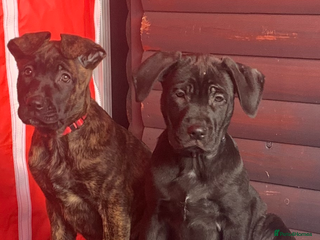 Mixed Breed dogs Belgian shepherd/cane corso hybrid pups. - Advert 5