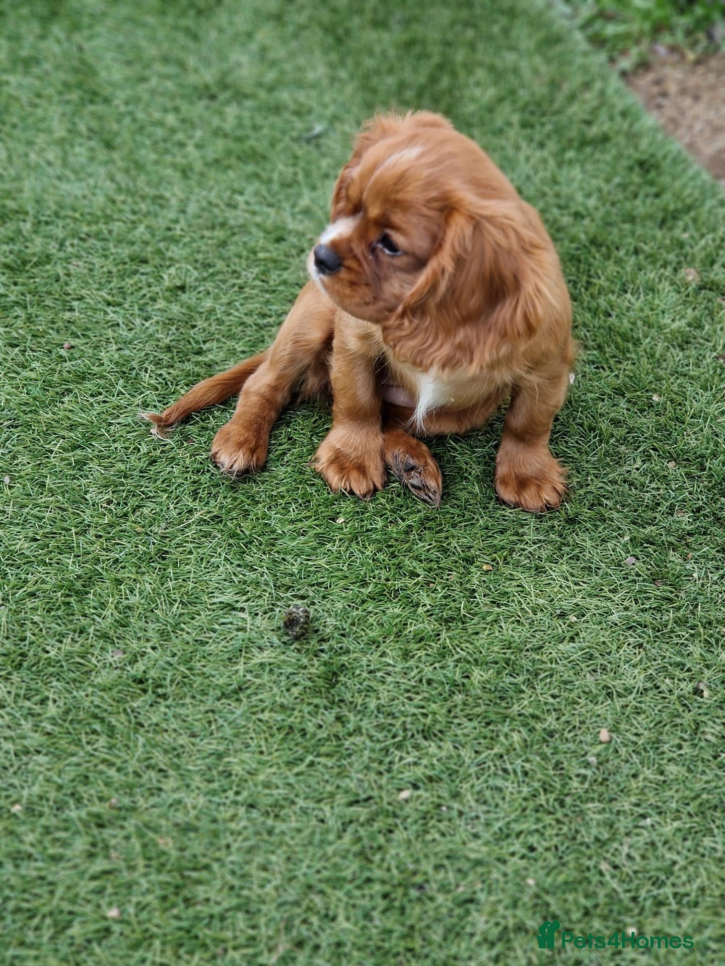 Cavalier King Charles Spaniel dogs for sale: KC Cavalier King Charles Spaniel!DNA tested! - Advert 15