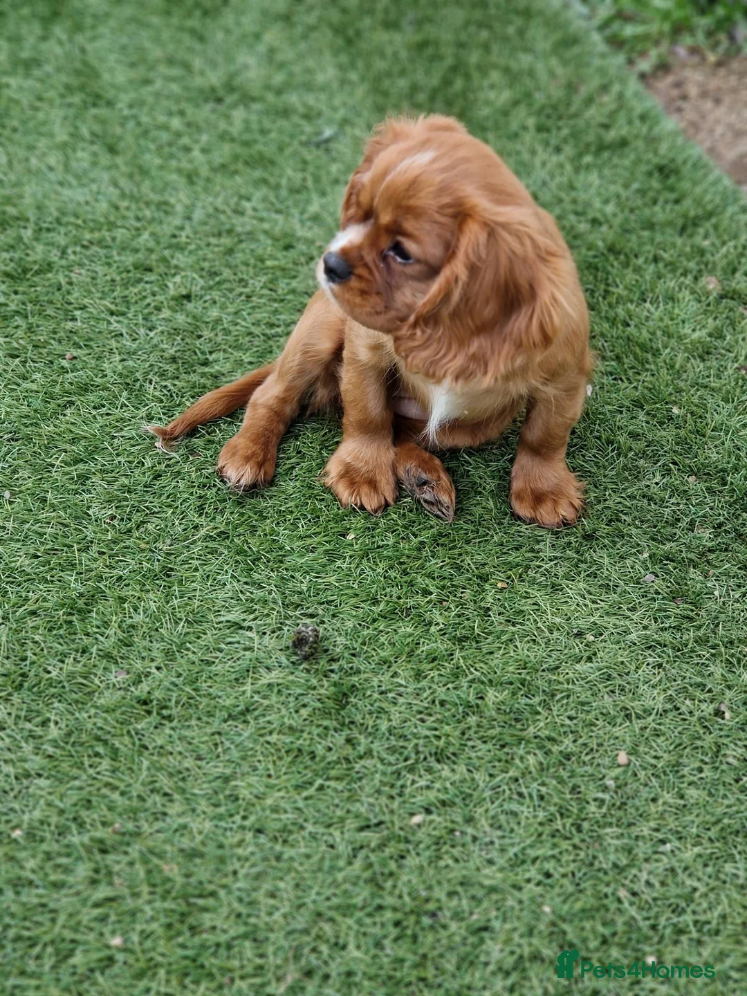 Cavalier King Charles Spaniel dogs for sale: KC Cavalier King Charles Spaniel!DNA tested! - Advert 2