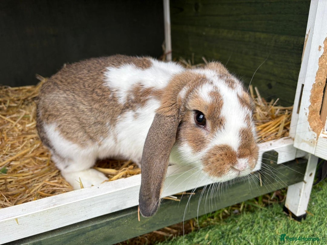 Mixed Breed rabbits for sale: Mini Lop X - Advert 1