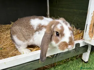 Mixed Breed rabbits Mini Lop X - Advert 21