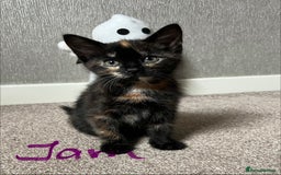 Mixed Breed cats for sale: Gorgeous Kittens - Image 4