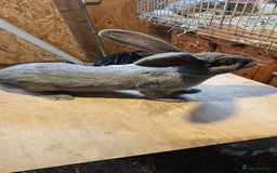Continental Giant rabbits for sale: Continental Giants Merle - Image 25