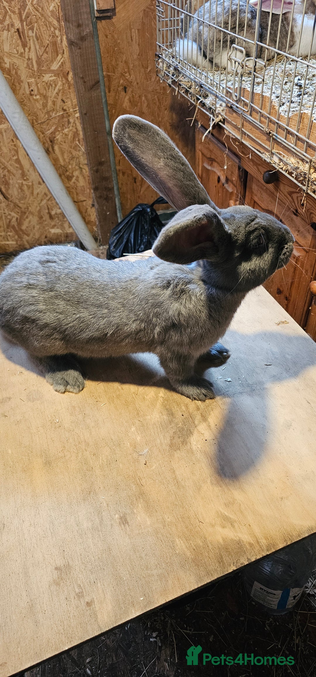 Continental Giant rabbits for sale: Continental Giants Merle - Image 25