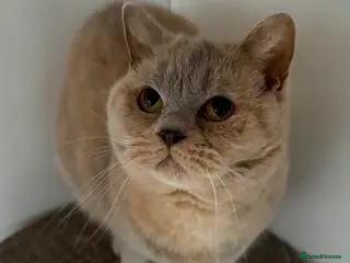 British Shorthair cats Retired Queen British Shorthair - Advert 4