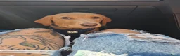 Labrador Retriever dogs for sale: Sad sale - Advert 2