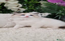 Ragdoll cats for sale: 🩷✨️Lovely Chunky EU kittens✨️🏆TICA Award cattery - Image 10