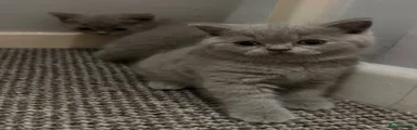 British Shorthair 5