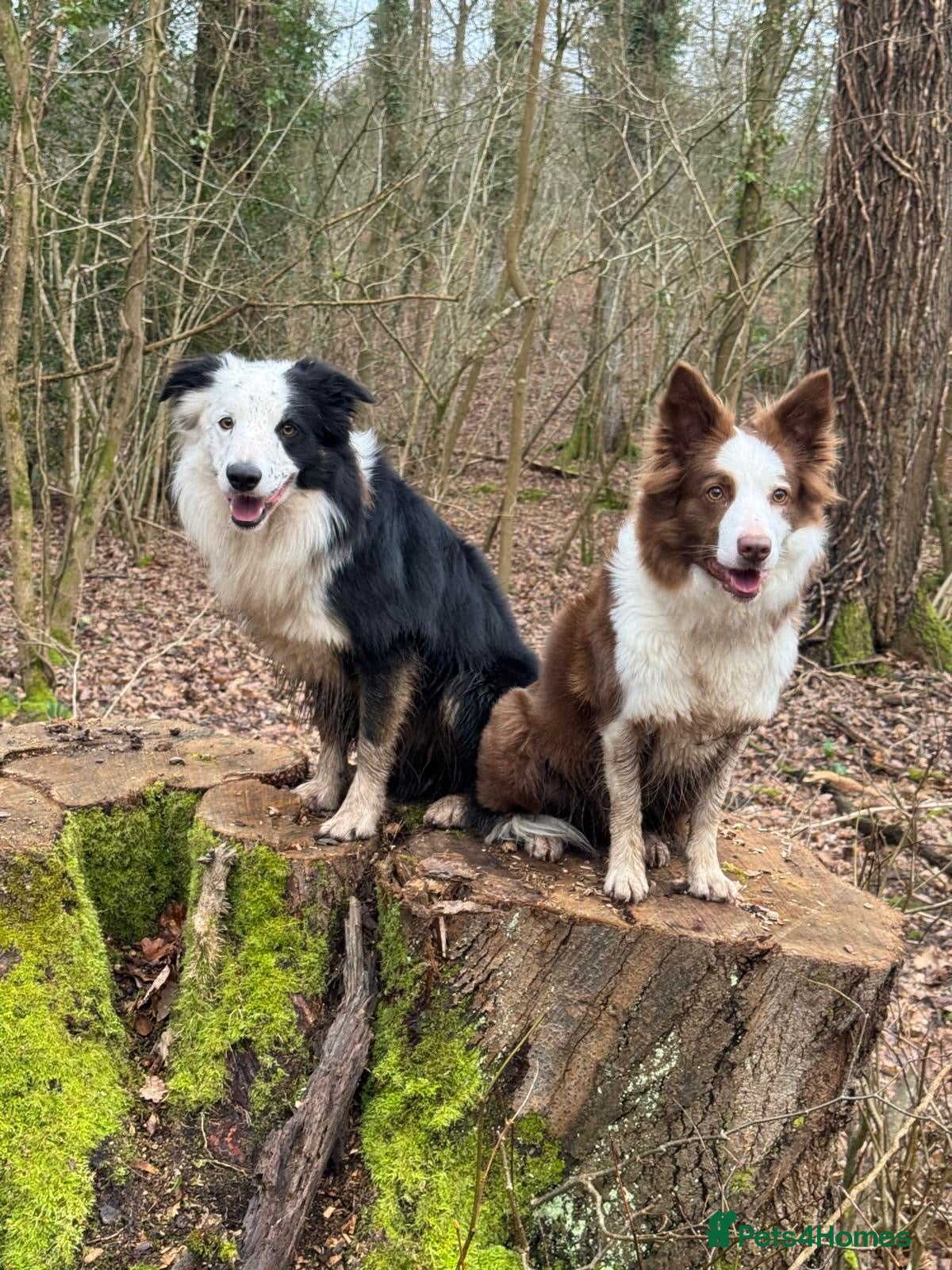 Border Collie dogs Border Collie Puppies  - Advert 2