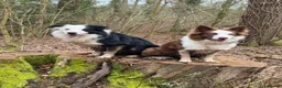 Border Collie dogs for sale: Border Collie Puppies  - Advert 2