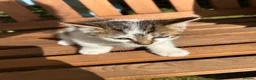 Mixed Breed cats for sale: Beautiful kittens for sale - Advert 9
