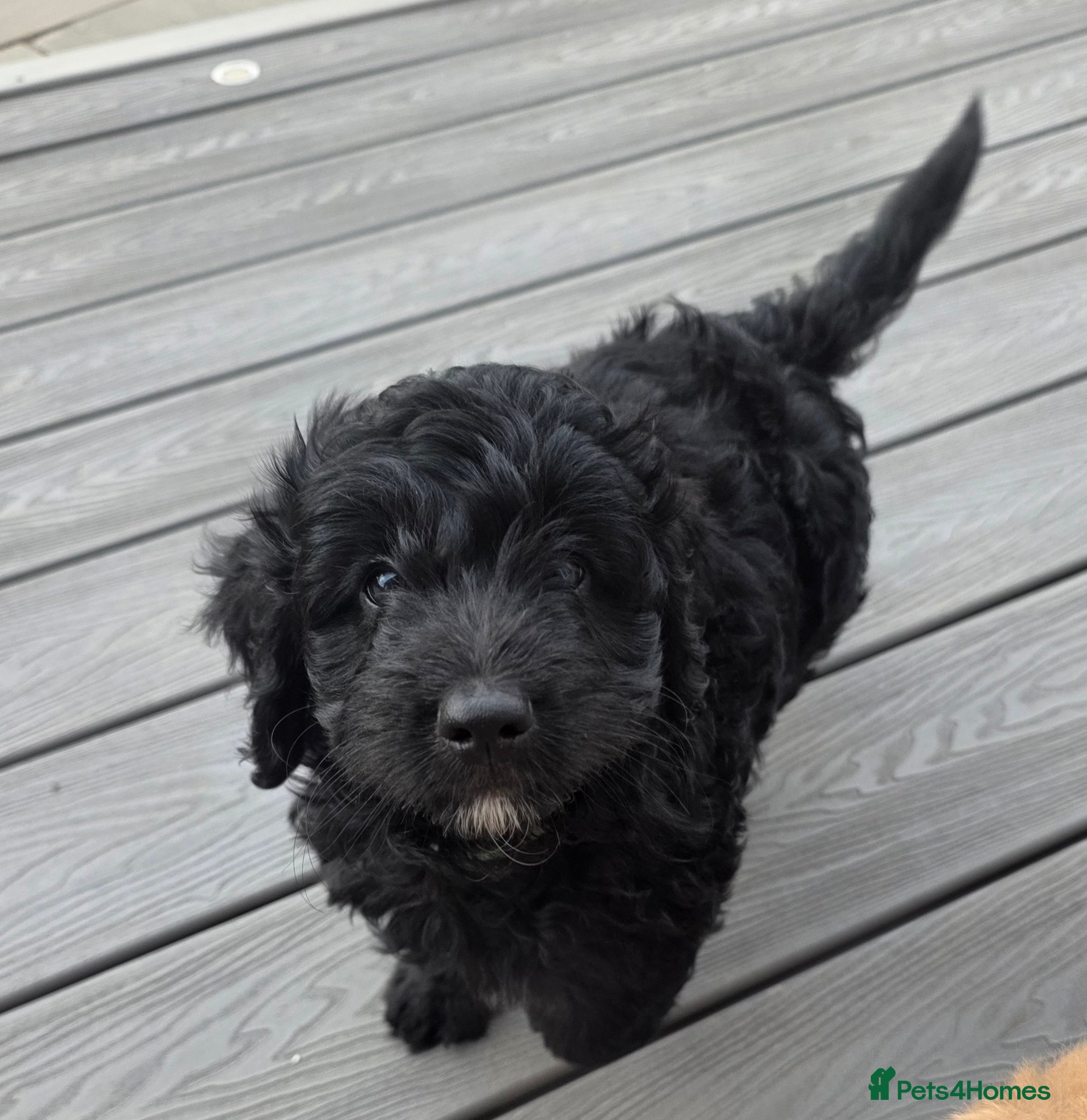 Cockapoo dogs Hawarden puppies 🐶  - Advert 1
