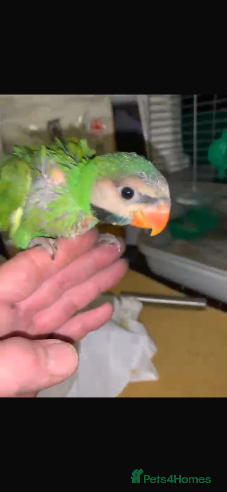 Ringnecks birds Hand reared tame baby Moustache parakeet - Advert 9
