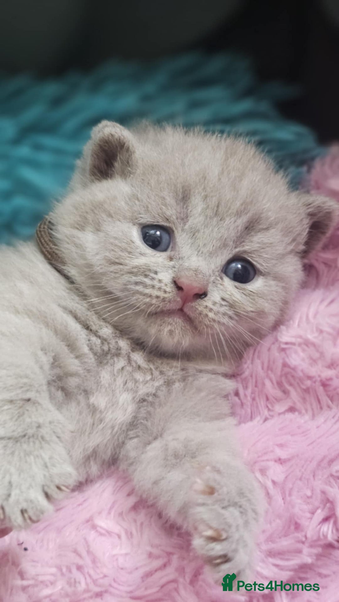 British Shorthair cats for sale: GCCF British Shorthair Kittens Champion - Image 7