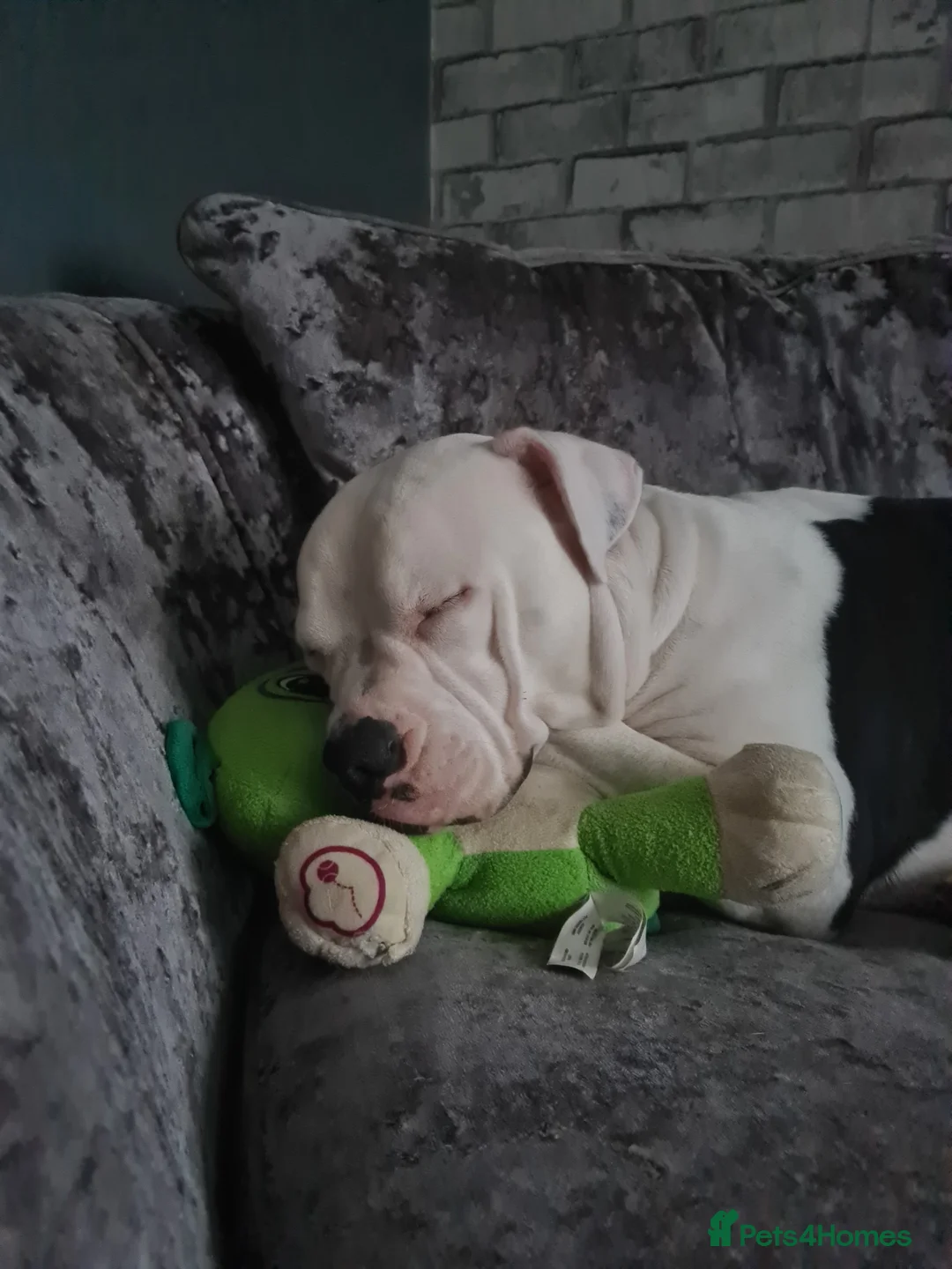 Alapaha Blue Blood Bulldog dogs for stud: Bitch looking for stud - Advert 4