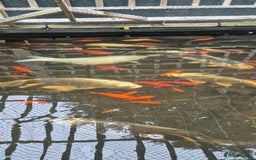 Koi Carp fish for sale: Koi/pond fish - Image 1